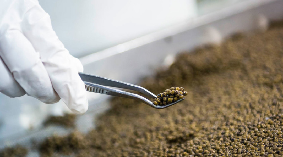 The best caviar is made by hand
